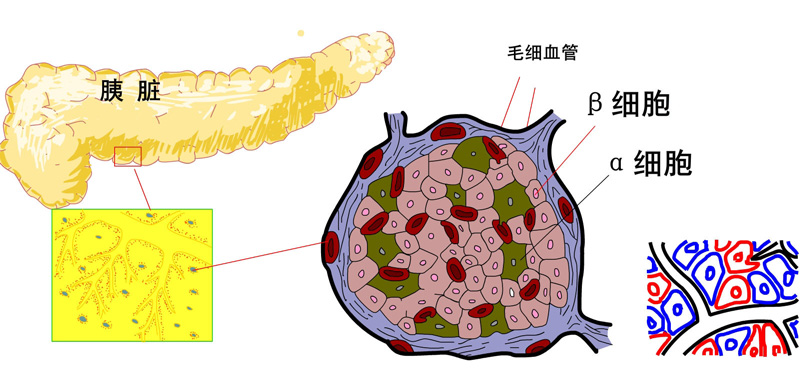 胰岛-800.jpg