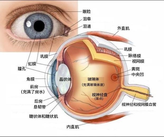 什么是糖尿病眼病?