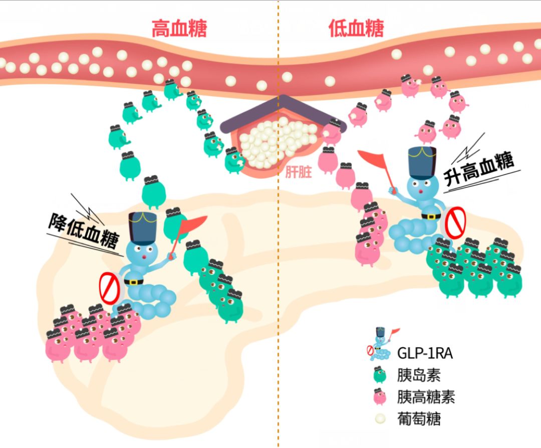 glp-1类药物是胰岛素吗?