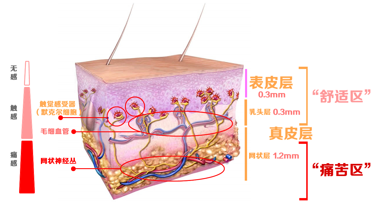 皮肤是包含表皮层和真皮层两部分